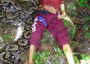 Wanita Paruh Baya asal Buton Tewas Dipatuk Ular Piton