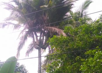 Unik!!! Pohon Kelapa Bercabang Tujuh Jadi Tontonan Warga