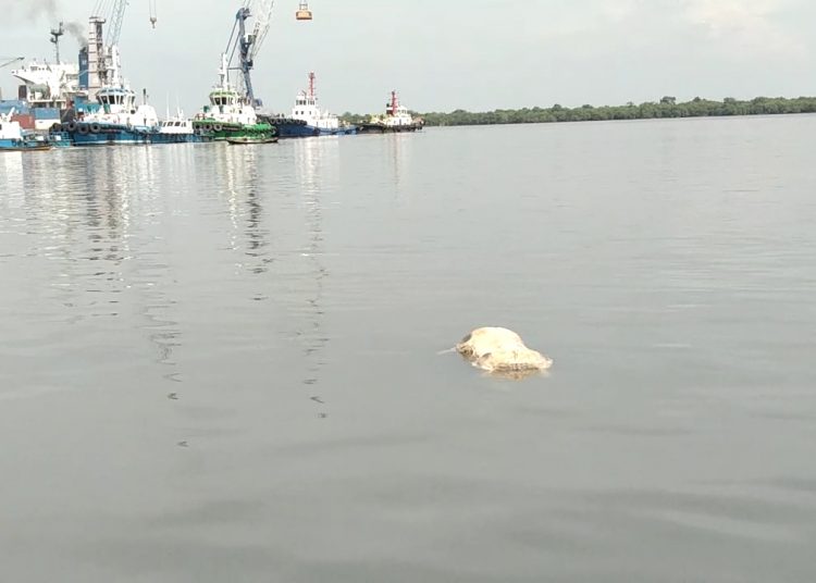 Bangkai babi ditemukan mengapung di Pelabuhan IKD 2 Belawan. Foto: Rikcy Hariandi/TenggaraNews.com