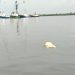 Heboh !!! Bangkai Babi Ditemukan Mengapung di Pelabuhan IKD 2 Belawan