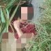 Mayat Pria Tanpa Identitas Gegerkan Warga Kelumpang Kebun
