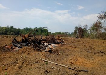 Perjuangan Pria Paruh Baya di Kolaka Tuntut Keadilan, Lahan Diserobot dan Tanaman Dirusaki