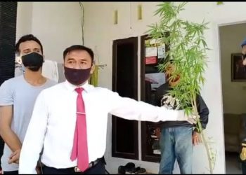Kader Gerindra Diciduk Polisi, Gegara Ketahuan Tanam Ganja