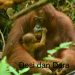 Empat Orangutan Lahir di Taman Nasional Bukit Baka Bukit Raya