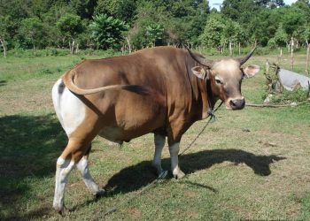 Maling Gasak Dua Ekor Sapi Kurban