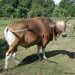 Maling Gasak Dua Ekor Sapi Kurban