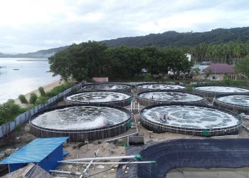 Kelompok Ancha Community Kembangkan Tambak Udang Sistem Supra Intensif