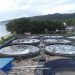Kelompok Ancha Community Kembangkan Tambak Udang Sistem Supra Intensif