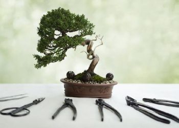 Ini Cara Membuat Tanaman Bonsai untuk Hiasan Interior