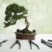 Ini Cara Membuat Tanaman Bonsai untuk Hiasan Interior