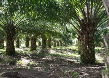 Hilirisasi Sawit di Indonesia Belum Berkembang