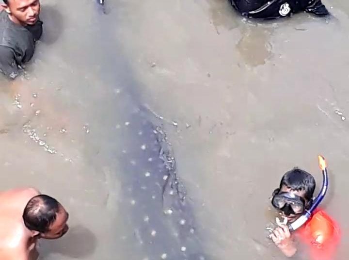 Tim BKSDA Sultra evakuasi ikan paus. Foto. Muh. Beni/TenggaraNews.com.