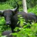 Aneh ! Jerat Sapi Liar di Hutan Belantara Buteng, Malah Polsek Bone Muna Sita Hasil