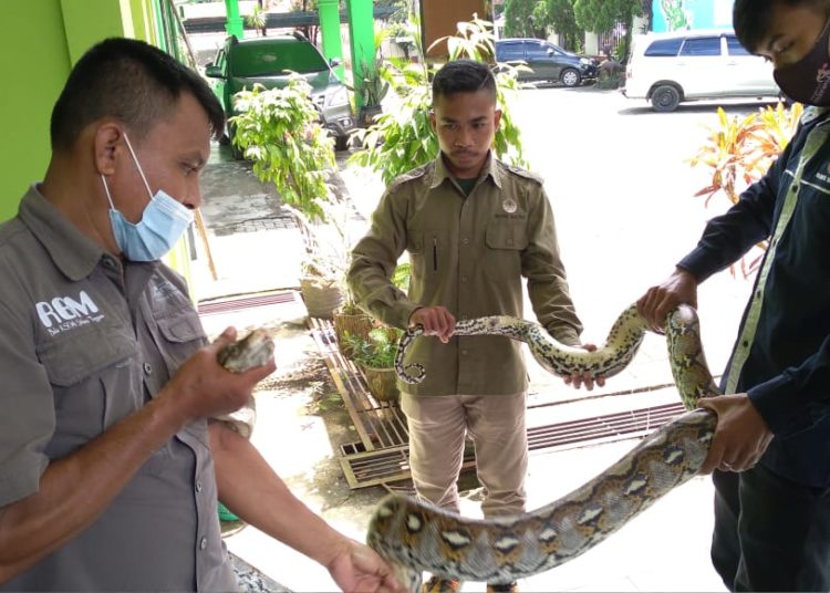 Ular phyton berhasilkan diamankan tim Damkar Kendari