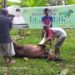 Andi Sumangerukka Kurban Dua Ekor Sapi di Lambuya