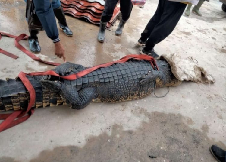 Karyawan PT OSS bersama warga menangkap seekor buaya di Morosi, Konawe.