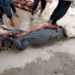 Karyawan PT OSS Tangkap Buaya Sepanjang 2,5 Meter di Morosi