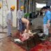 TKA PT OSS Asal Tiongkok Langgar Peraturan, Bunuh Buaya Lalu Dijadikan Lauk