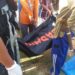 Pelajar Yang Diterkam Buaya Akhirnya Ditemukan, Kondisi Tubuh Sudah Tak Utuh