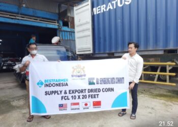 Perusahaan Best Farmer Indonesia Ekspor Jagung ke Singapura