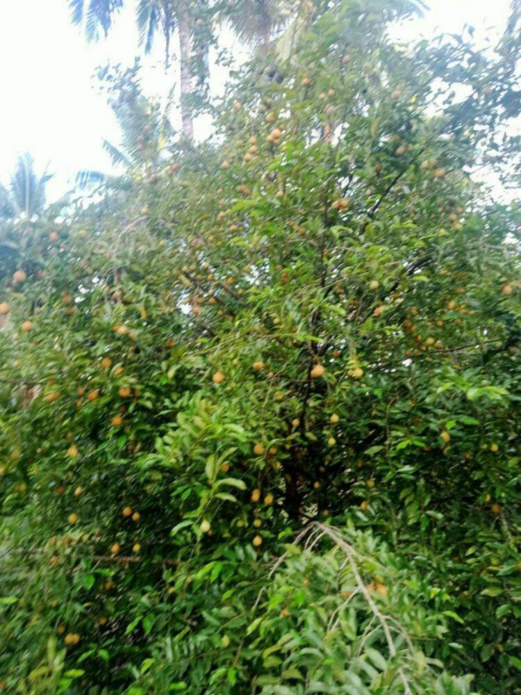 Masyarakat Desa Langkowala Bercocok Tanam Tanaman Pala