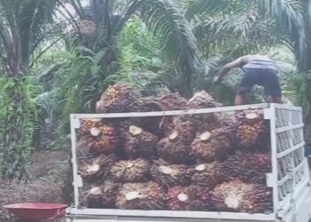 Industri Kelapa Sawit Sumbang Devisa Negara Rp 450 Triliun Per Tahun