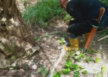 Seorang Kakek Bunuh Ular Piton Sepanjang 3 Meter di Kebun Sawit